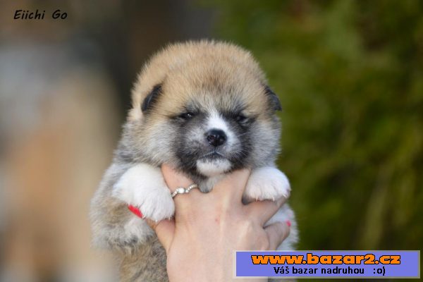 Akita Inu štěňata