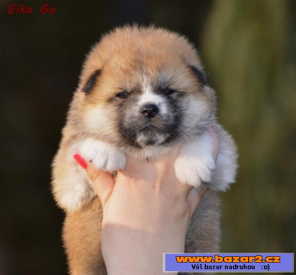 Akita Inu štěňata
