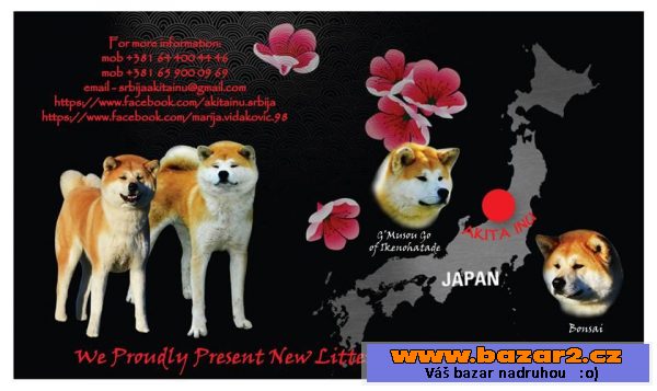 Akita Inu štěňata