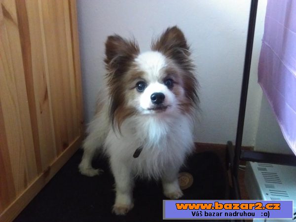 Prodam Papillonka