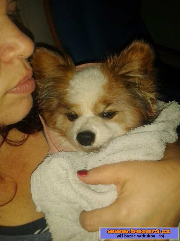 Prodam Papillonka