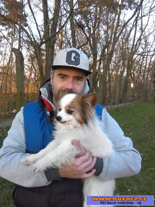 Prodam Papillonka
