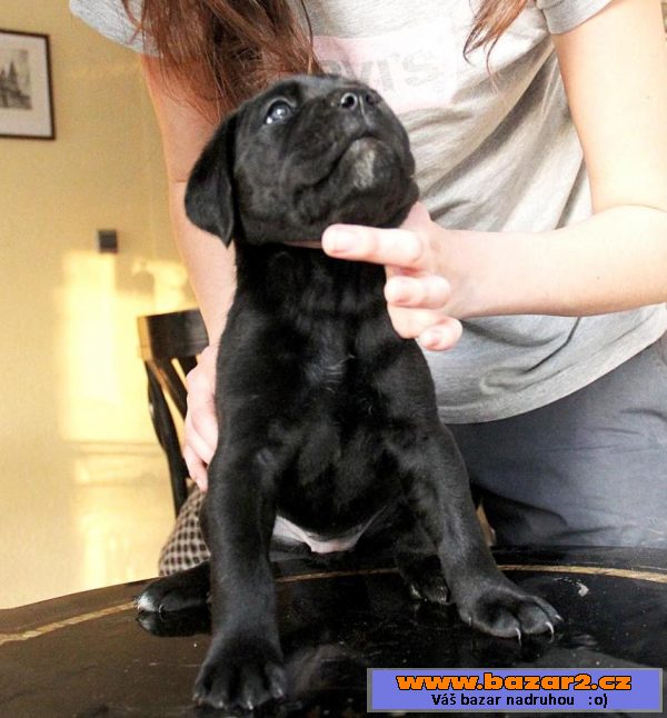 Cane corso fenky 