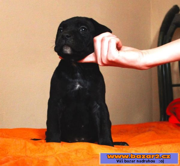 Cane corso fenky 