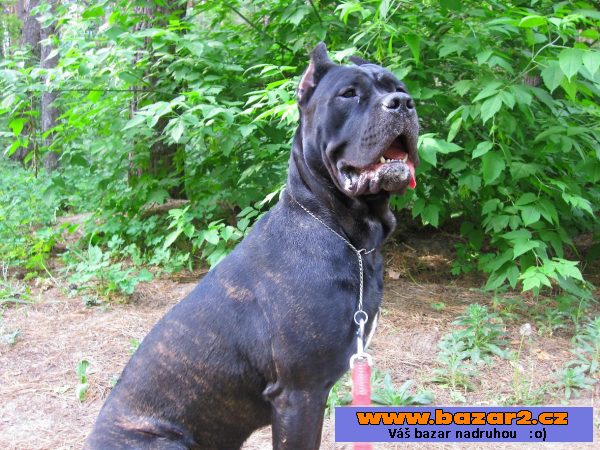Cane corso fenky 