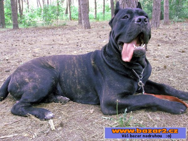 Cane corso fenky 