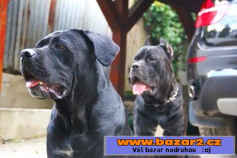 Cane corso fenky 