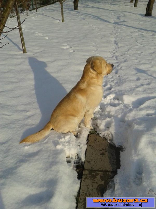 Krytí zlatým labradorem