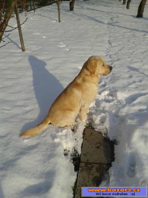 Krytí zlatým labradorem