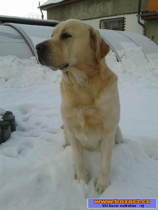 Krytí zlatým labradorem