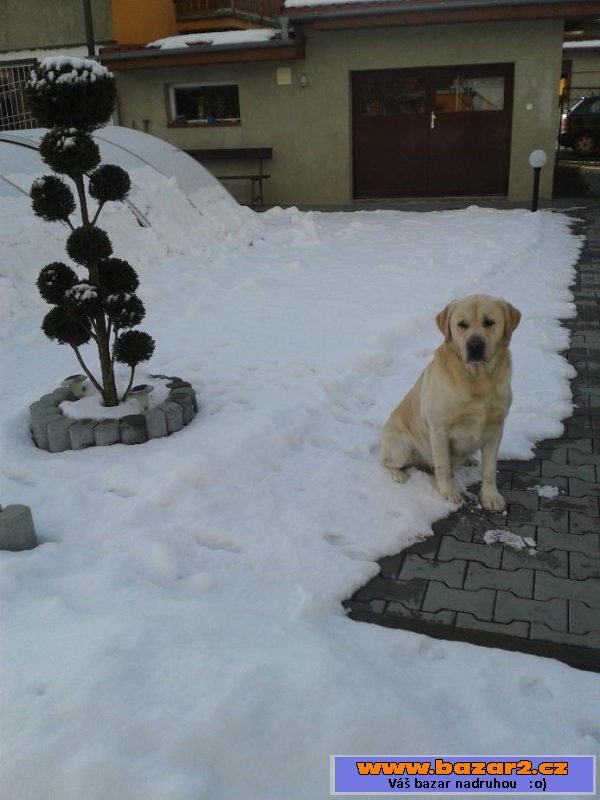 Krytí zlatým labradorem