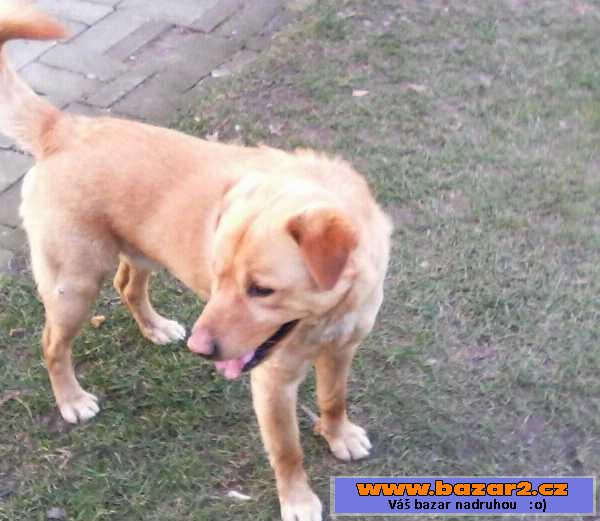Hokaido Ken x Zlatý Retriever