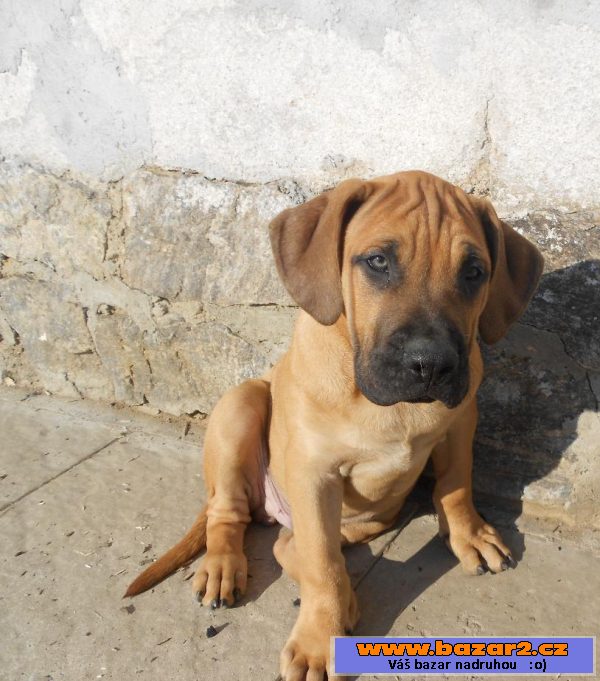 Prodám štěňátka Dogo Canario