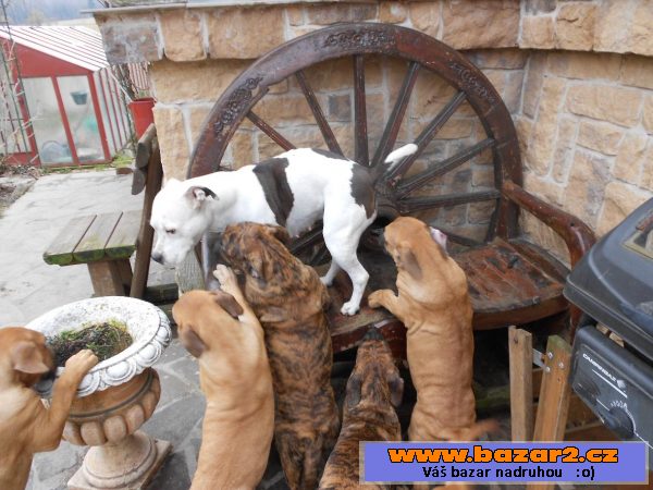 Prodám štěňátka Dogo Canario