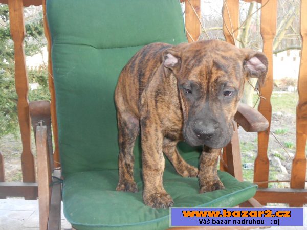 Prodám štěňátka Dogo Canario