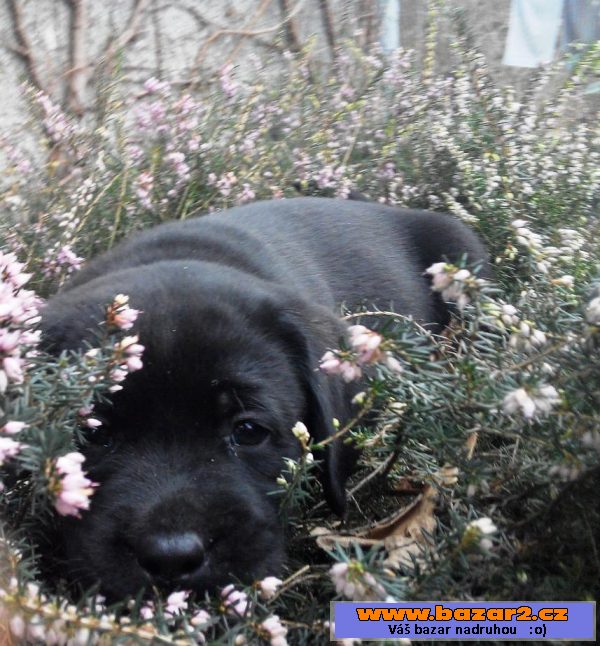Štěňata labradorského retrievera