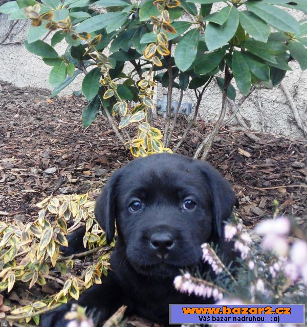 Štěňata labradorského retrievera