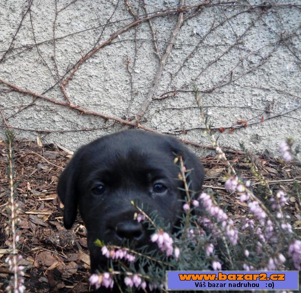 Štěňata labradorského retrievera