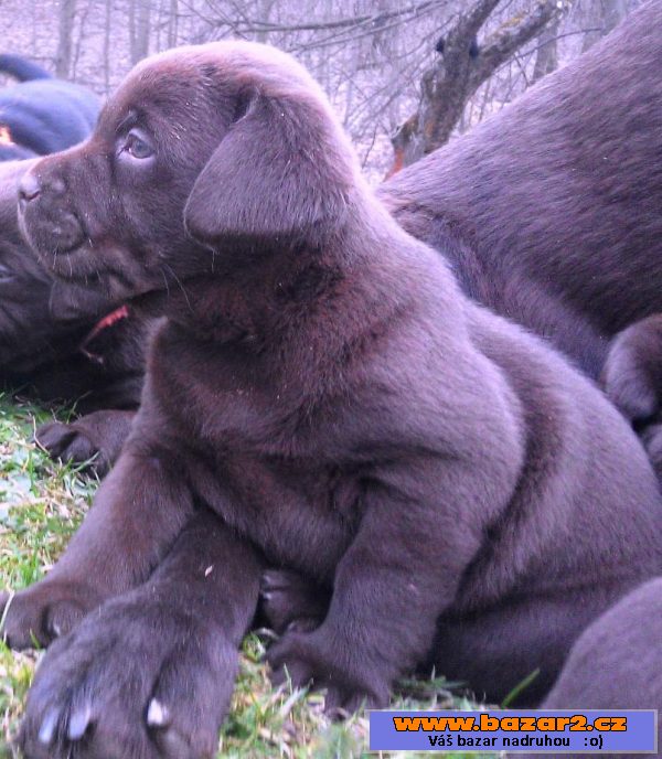 Štěňata labradorského retrievera