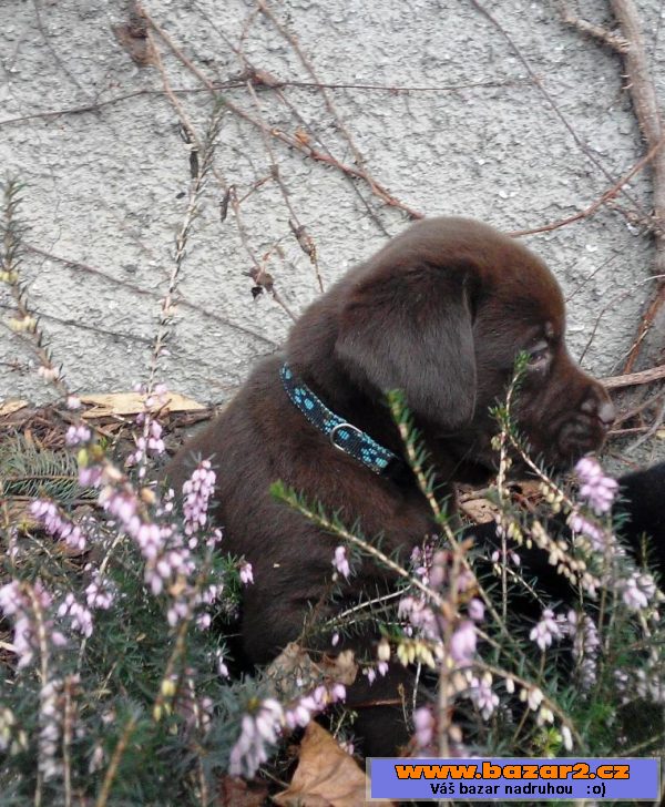 Štěňata labradorského retrievera