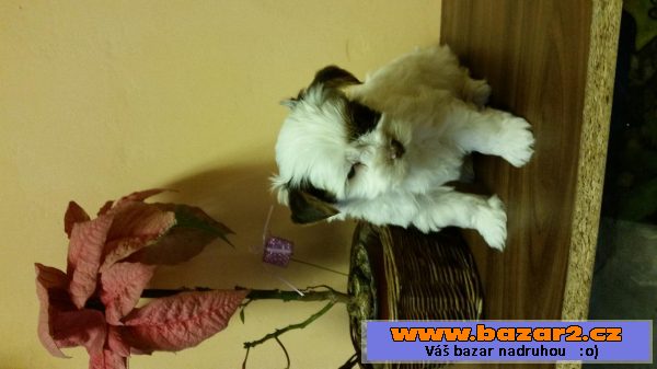 Biewer biro jorkšír