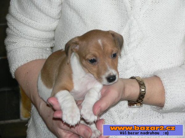 Jack Russel teriéra