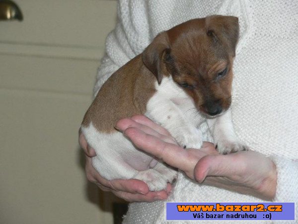 Jack Russel teriéra