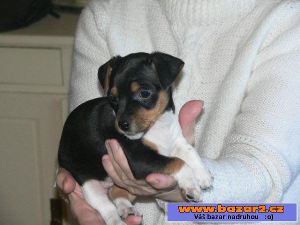 Jack Russel teriéra