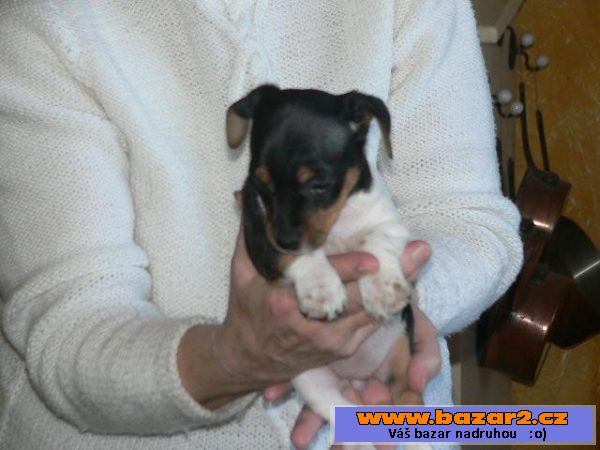 Jack Russel teriéra