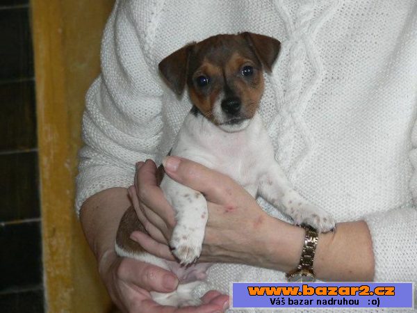 Jack Russel teriéra
