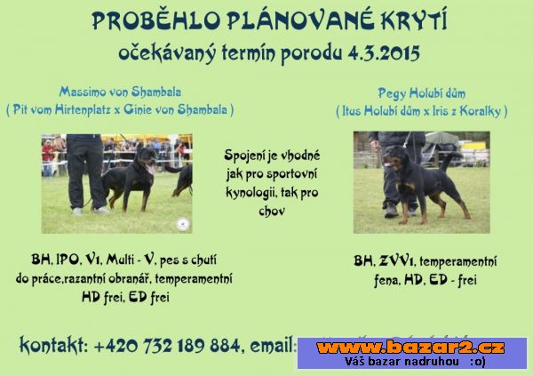 Štěně RTW s PP po vynikající