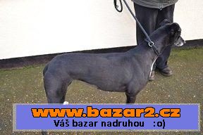 Anglický chrt (Greyhound)