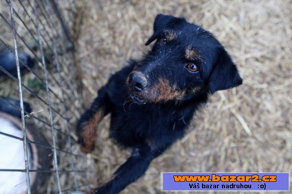 Německý lovecký teriér (Jagdterrier)