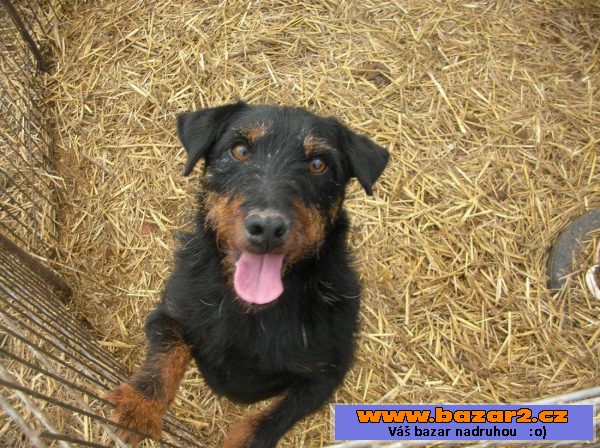 Německý lovecký teriér (Jagdterrier)