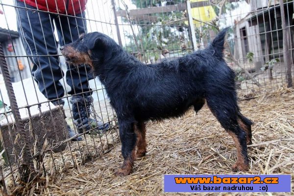Německý lovecký teriér (Jagdterrier)