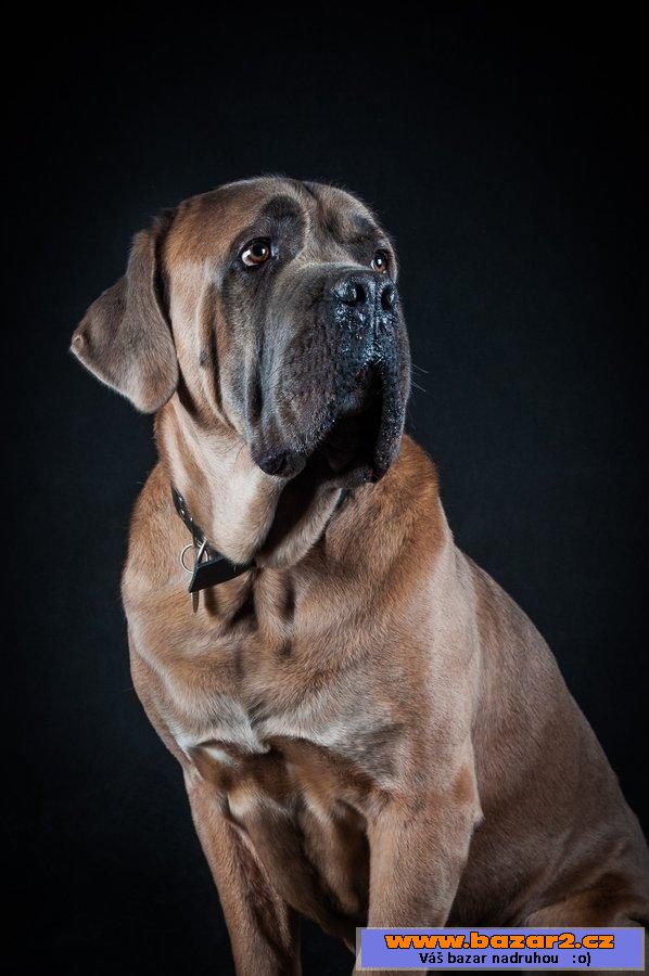 Italský corso pes (Cane Corso)