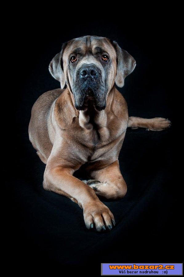 Italský corso pes (Cane Corso)