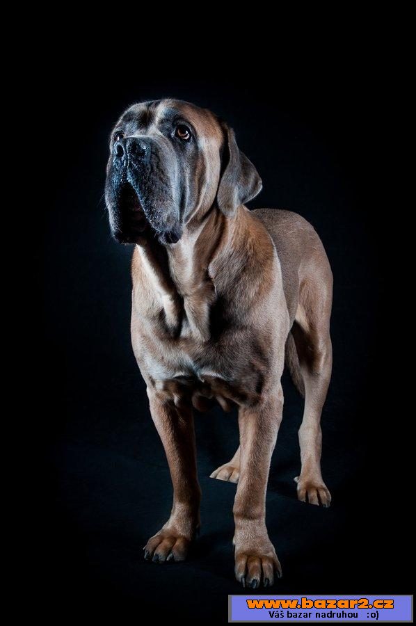 Italský corso pes (Cane Corso)