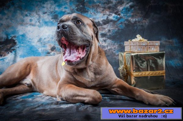 Italský corso pes (Cane Corso)