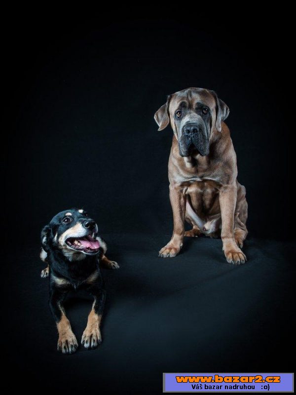Italský corso pes (Cane Corso)
