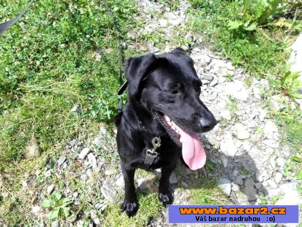 Kříženka labradora Eby hledá domov