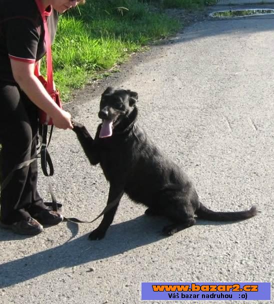 Kříženka labradora Eby hledá domov