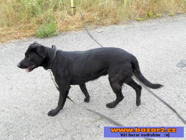 Kříženka labradora Eby hledá domov