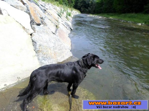 Kříženka labradora Eby hledá domov