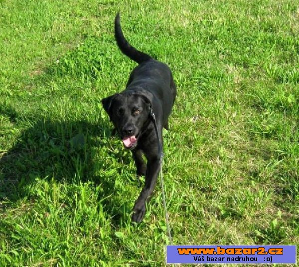 Kříženka labradora Eby hledá domov