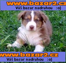 Ohromující Basset Štěňata