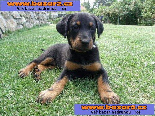 Ohromující Beauceron Štěňata