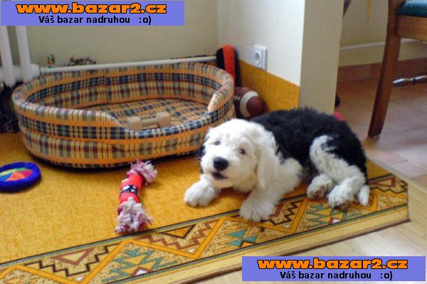 Bobtail Ohromující velmi zdravé Štěňata