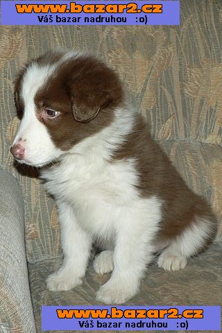 Boston terrier Štěňata