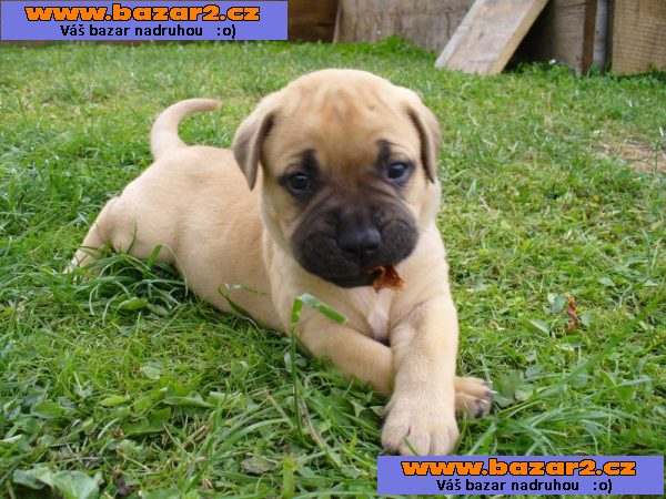 Bullmastiff  Štěňata